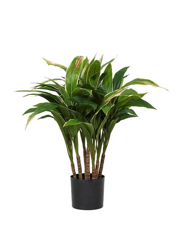 Cordyline plant 70 - 90 cm