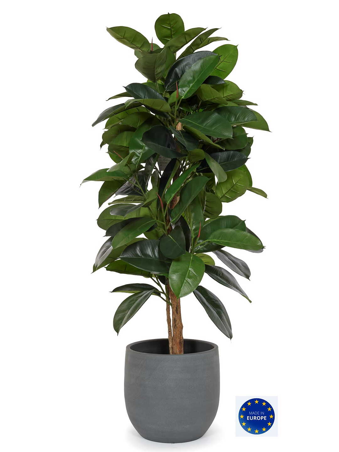 Ficus Elastica 140 cm