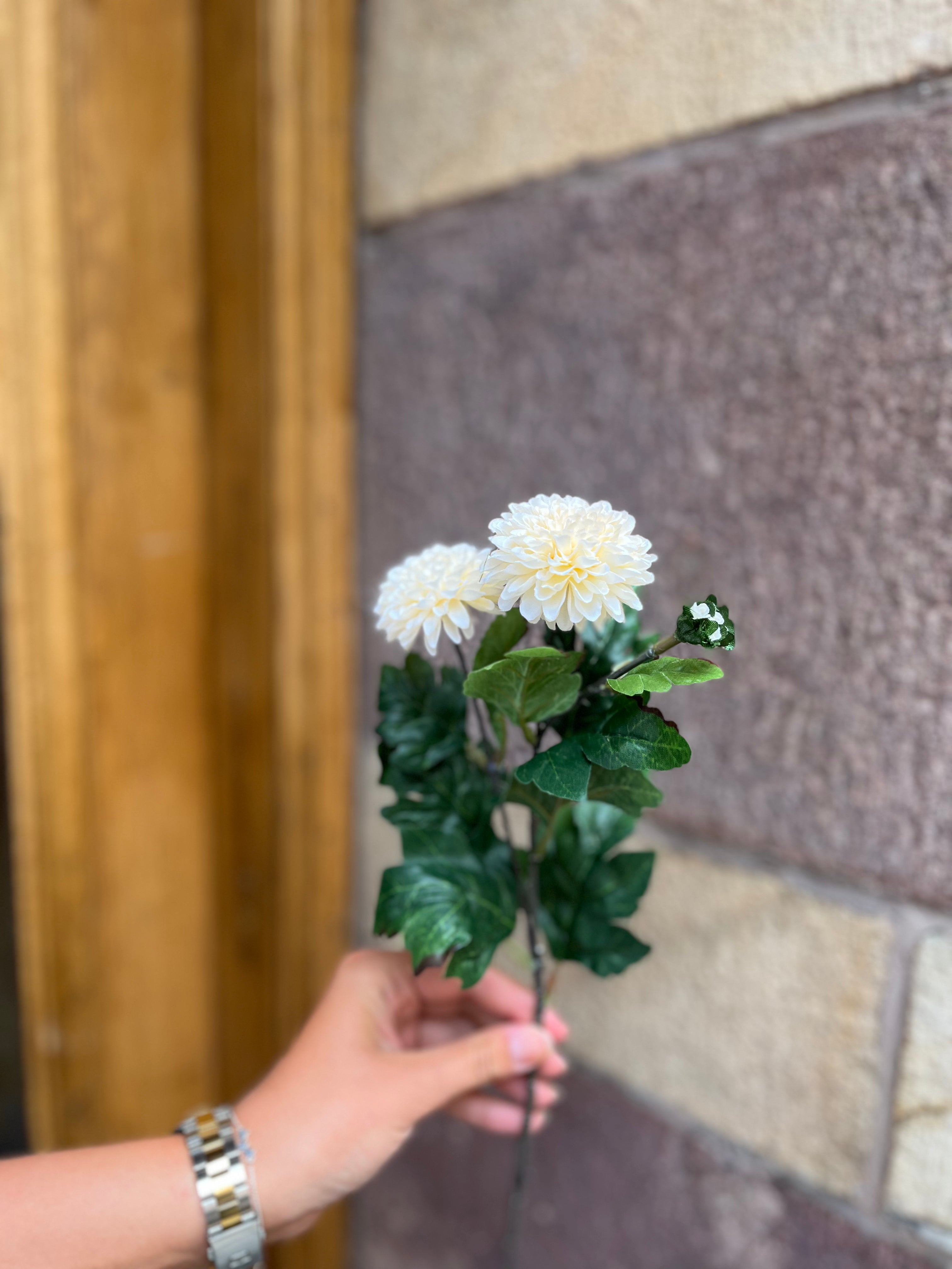 Chrysantemum vit, 50 cm