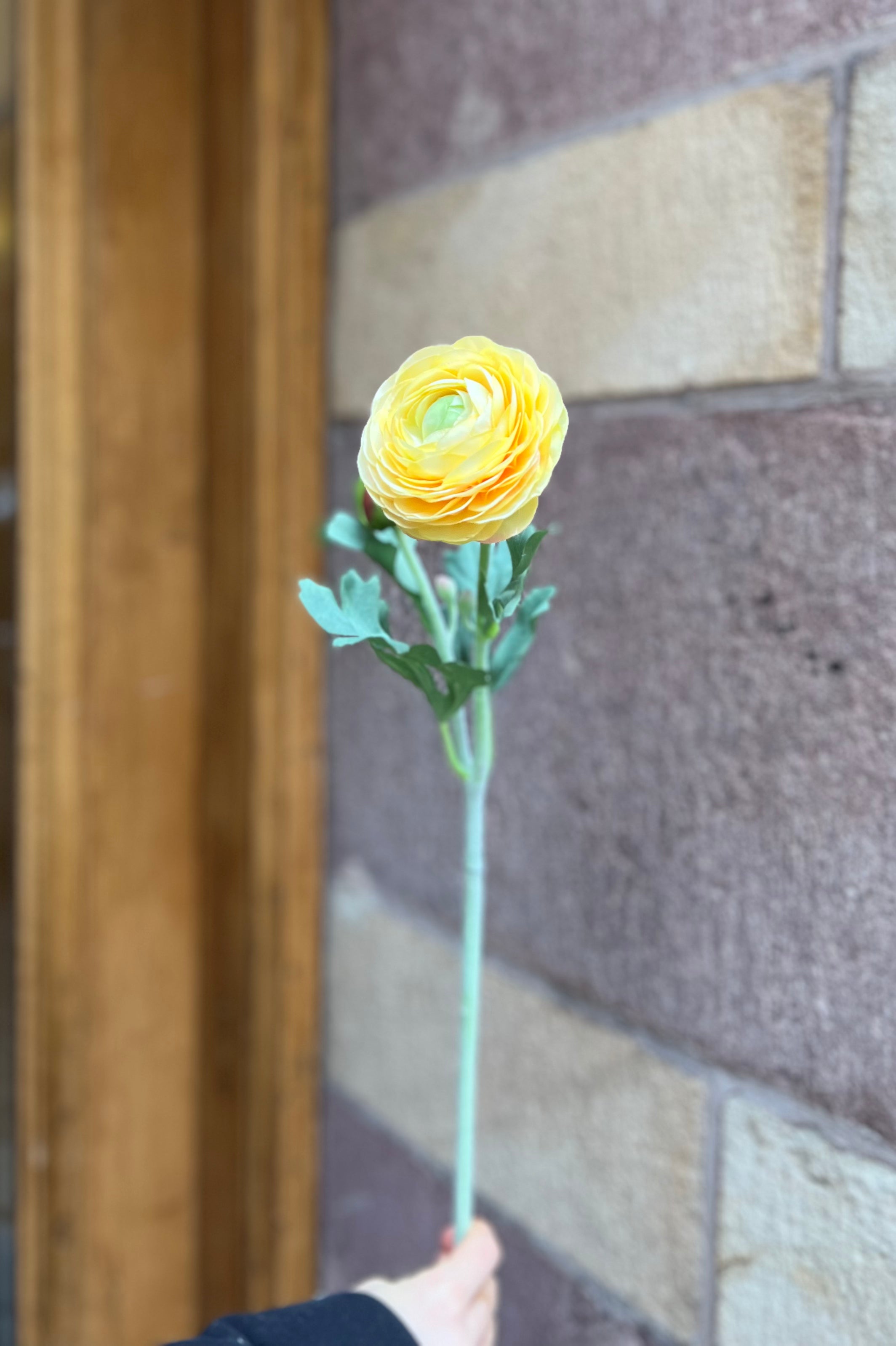 Ranunculus 50 cm, Yellow