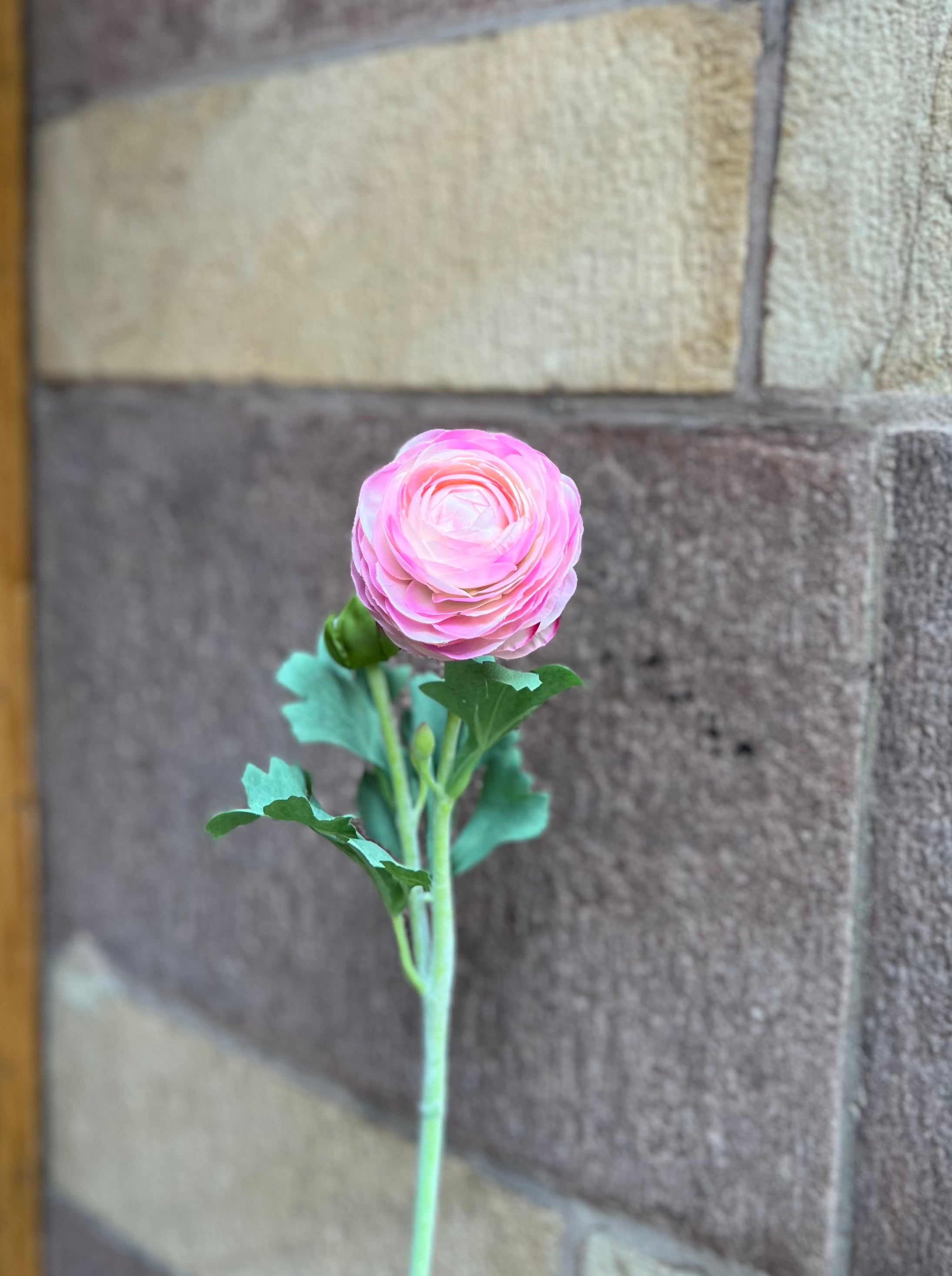 Ranunculus 50 cm, Light pink