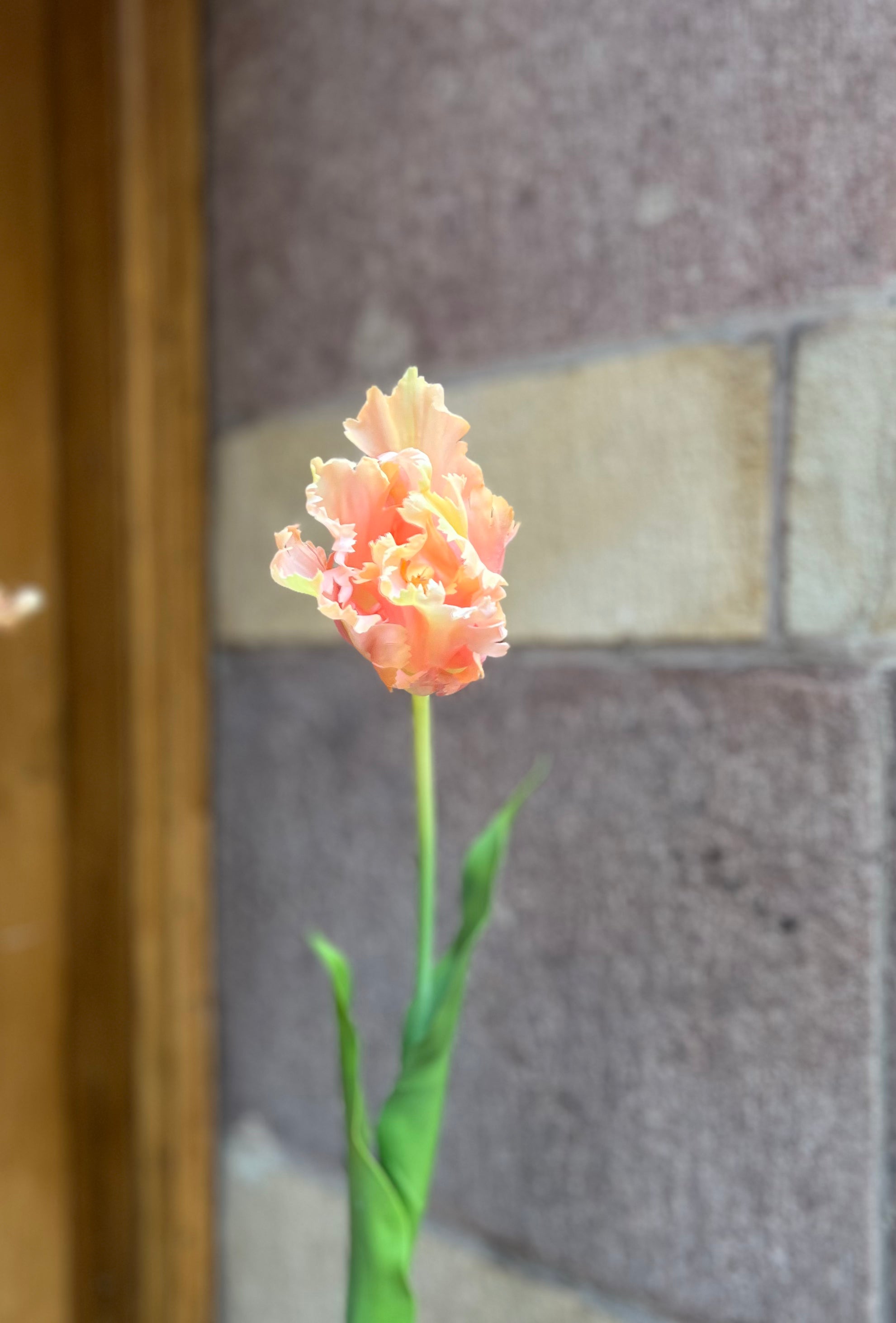 Parrot tulip 80 cm, peach