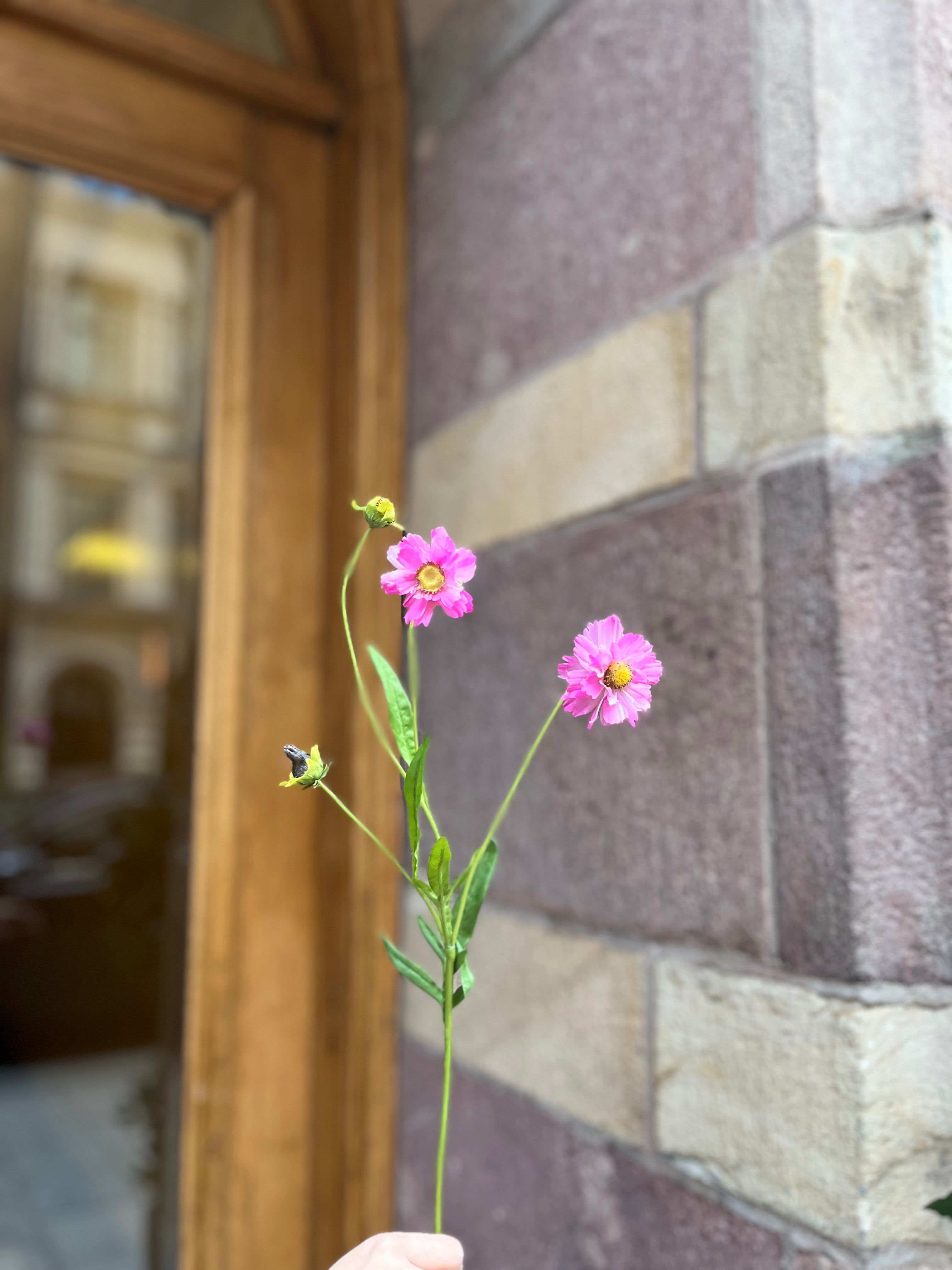 Meadow flower pink, 50 cm