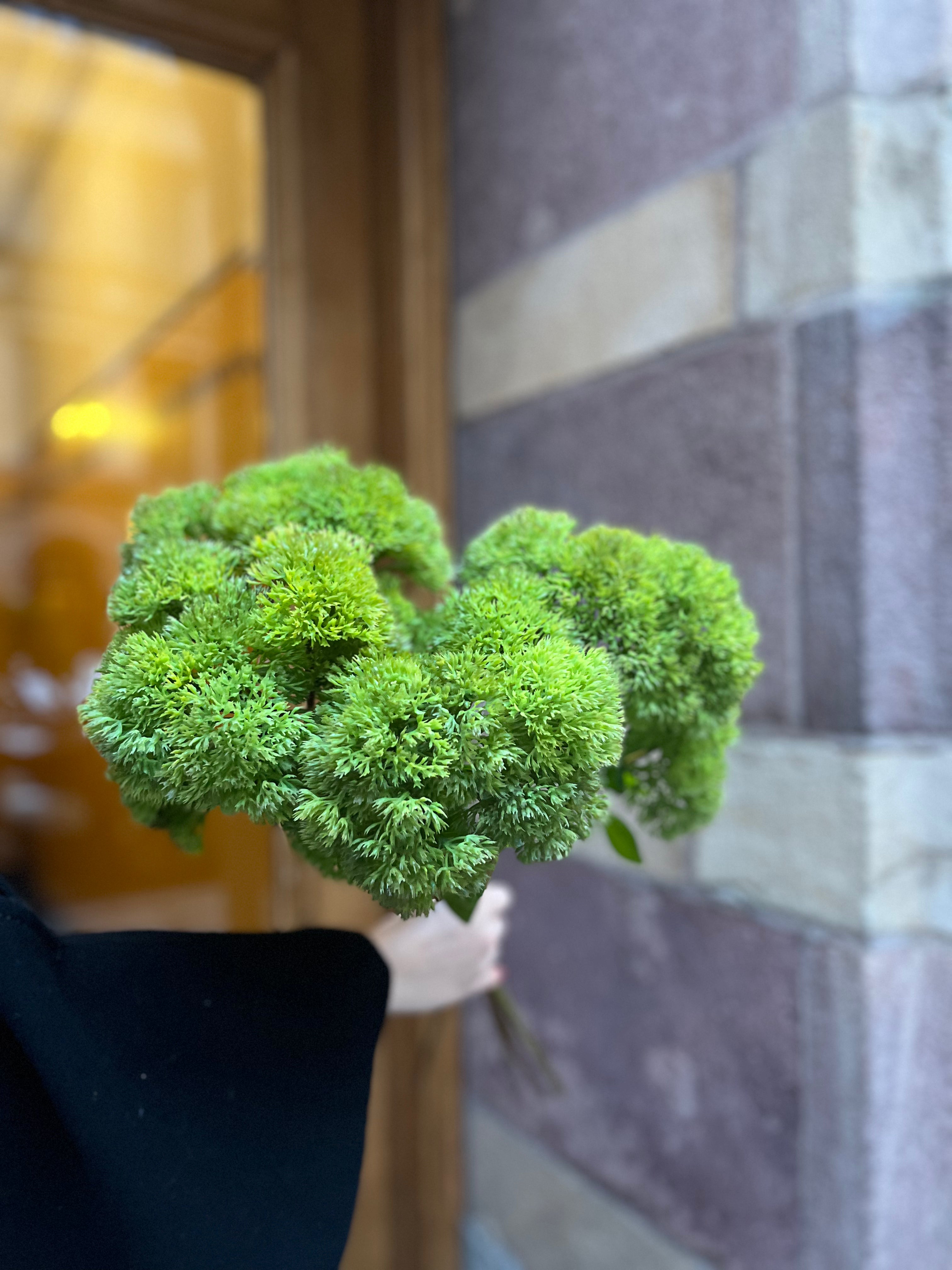 Sedum moss 50 cm, Green