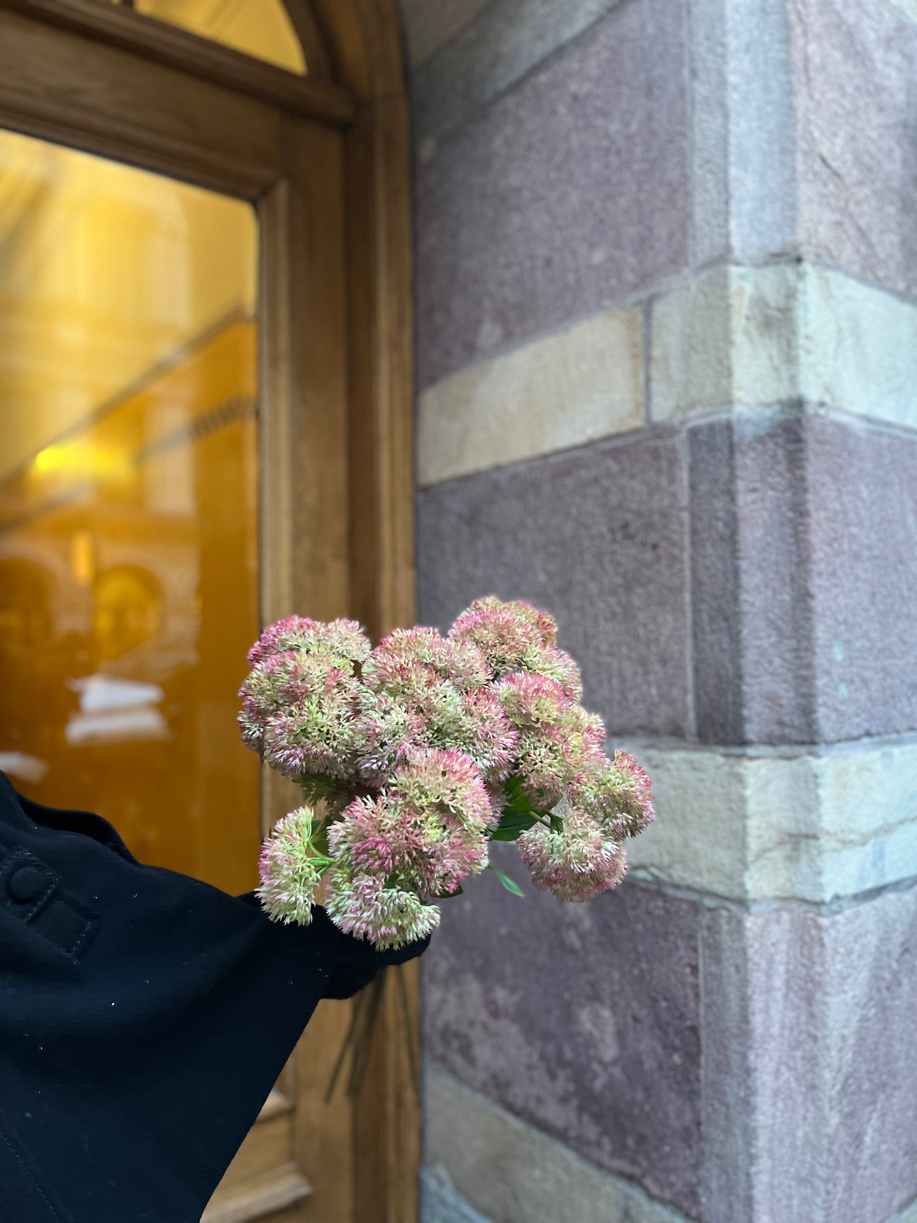 Sedum moss 50 cm, Pink