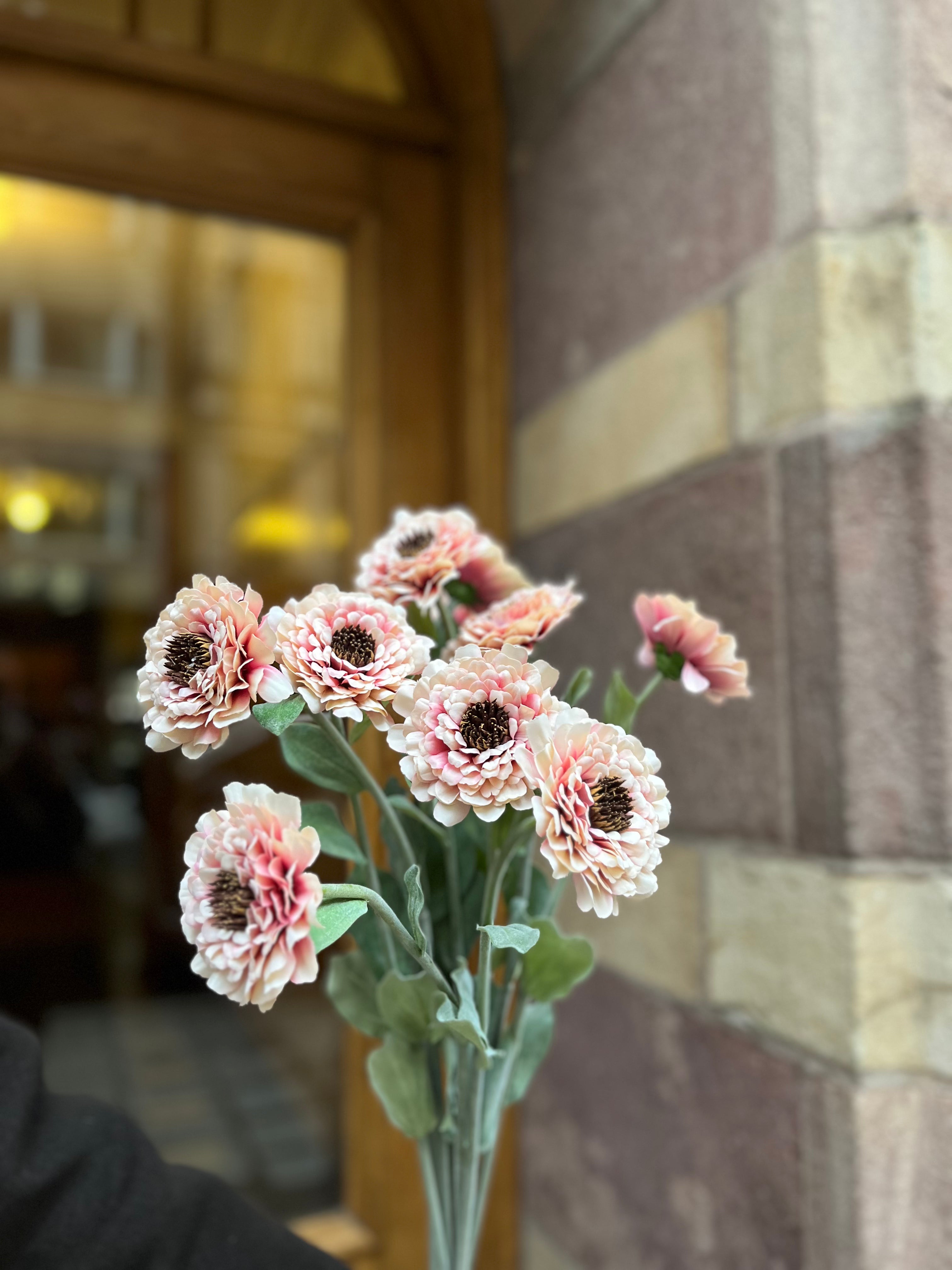 Zinnia 50 cm, Peach