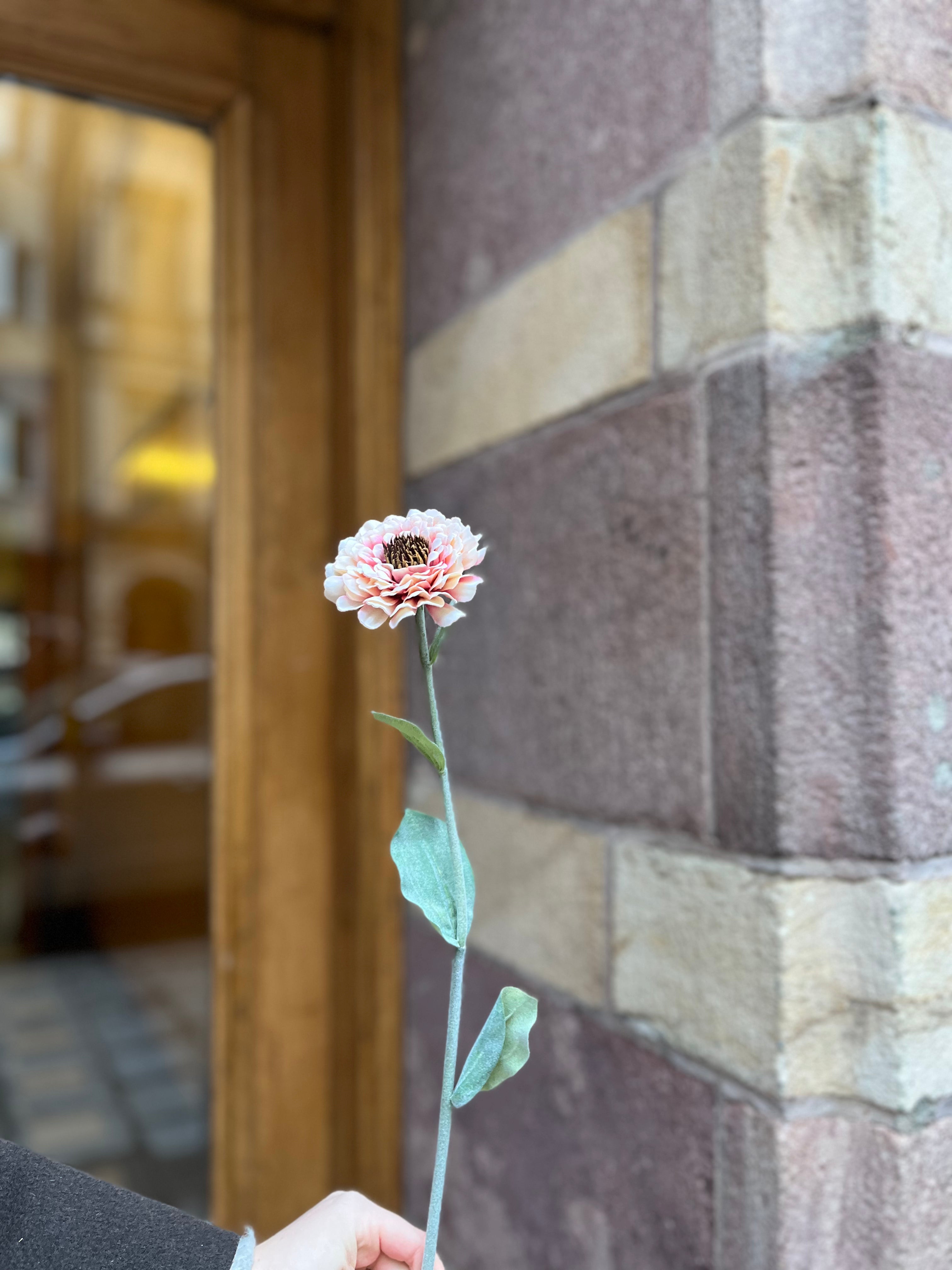 Zinnia 50 cm, Peach