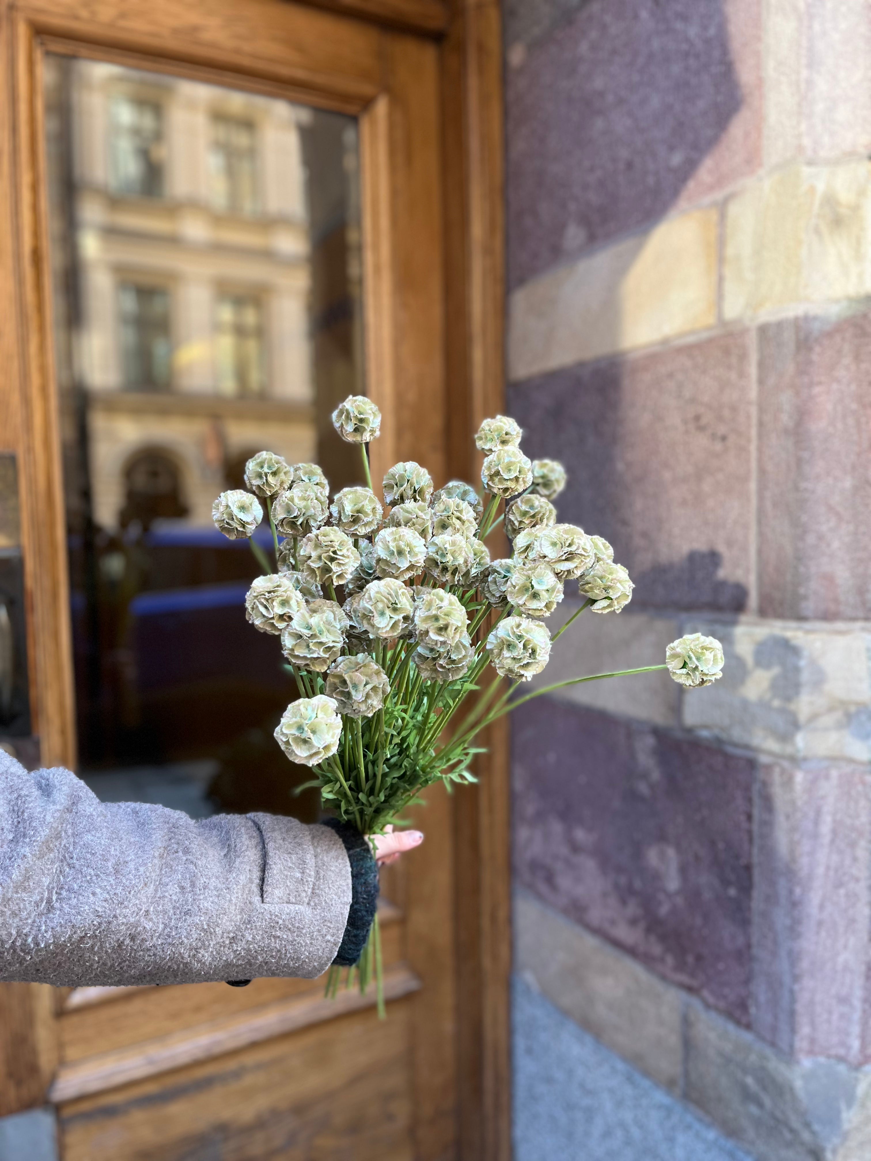 Scabiosa 50 cm, Mörkgrön