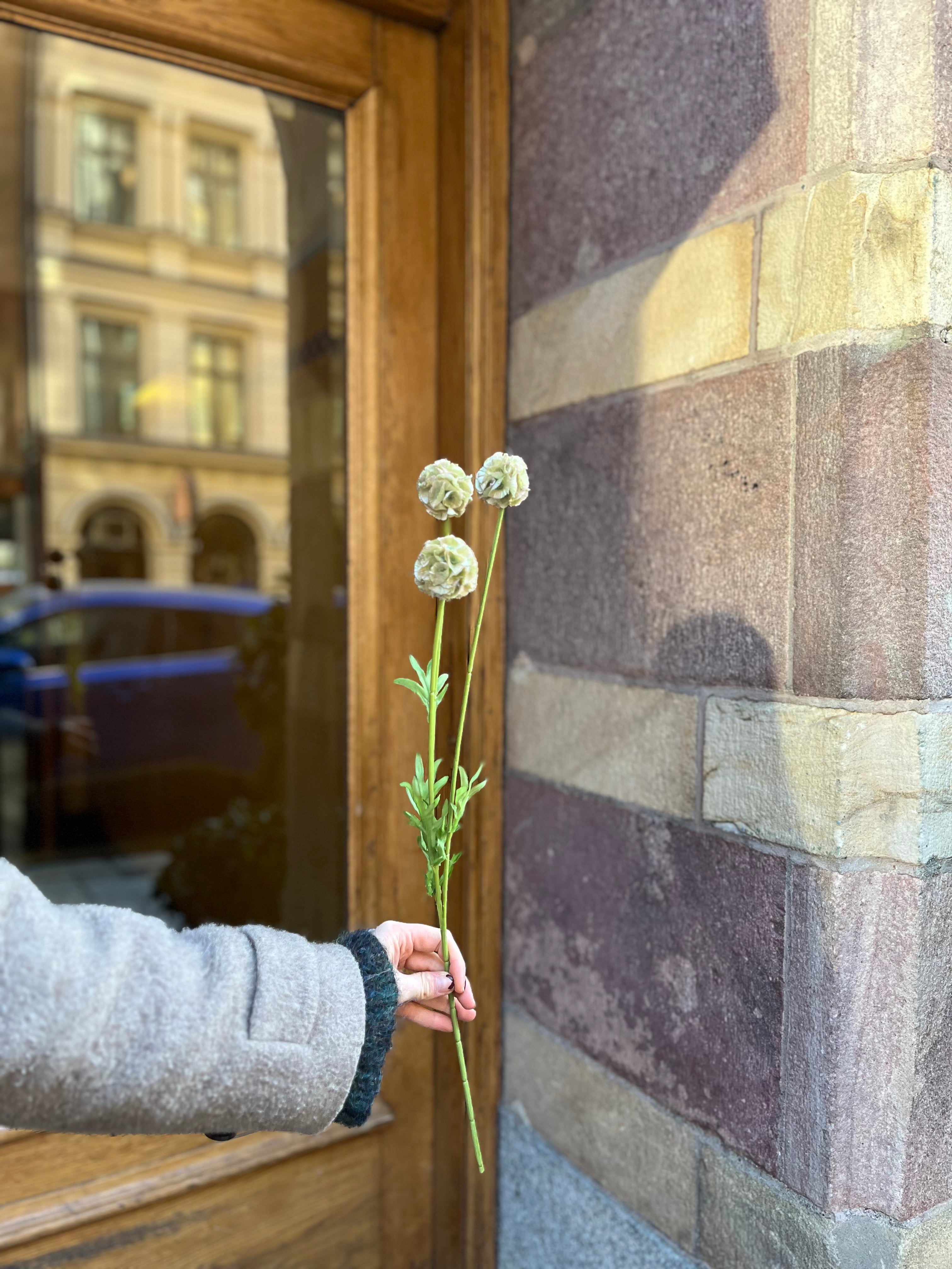 Scabiosa 50 cm, Mörkgrön