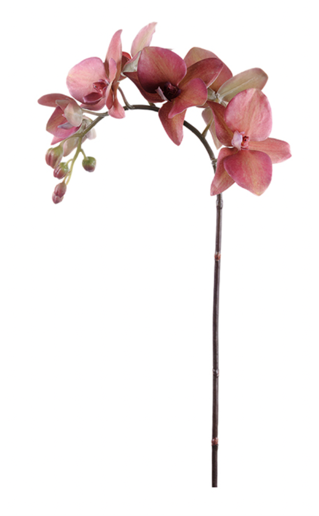 Orchid twig 60 cm, Plum