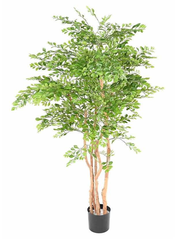 Acacia 150 cm