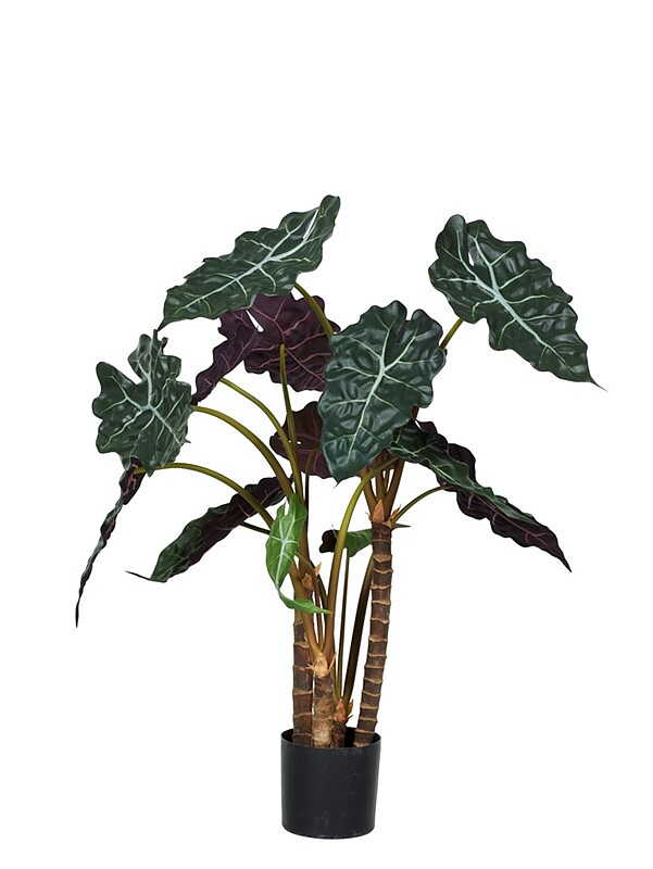 Alocasia 60 cm