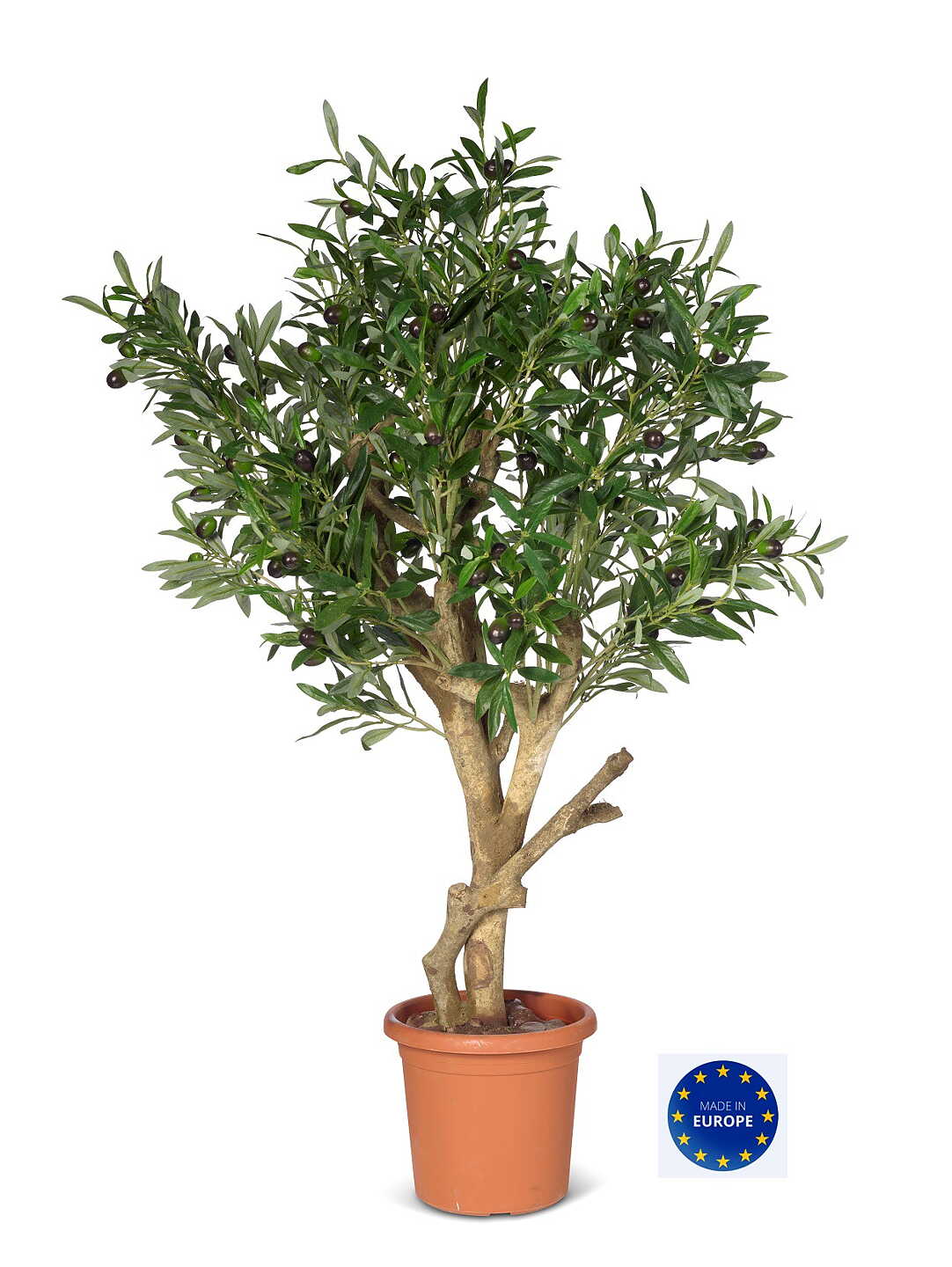 Exclusive olive tree 90 cm