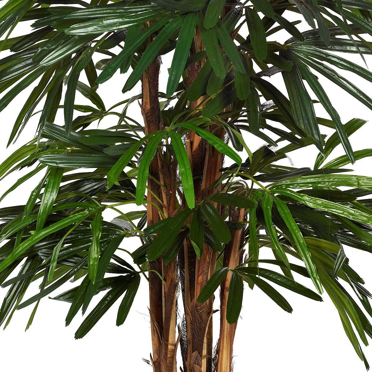 Rhapis palm 100 - 170 cm