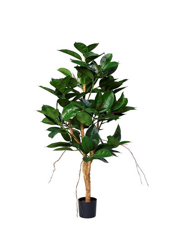 Robust trees 120 - 170 cm