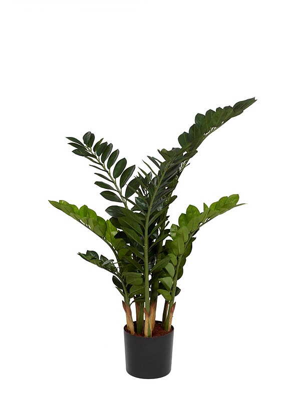 Zamifolia 110 cm