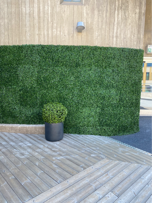 Plant wall boxwood uv