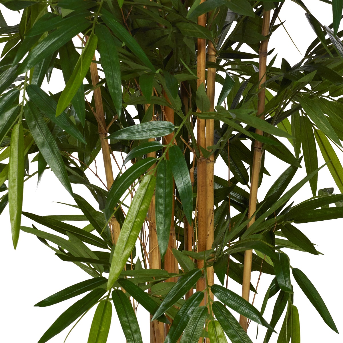 Bambu
