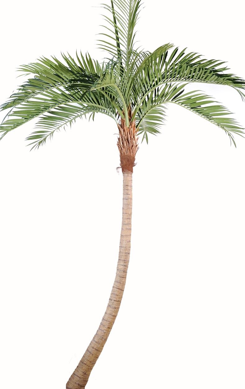 Stora Palmträd