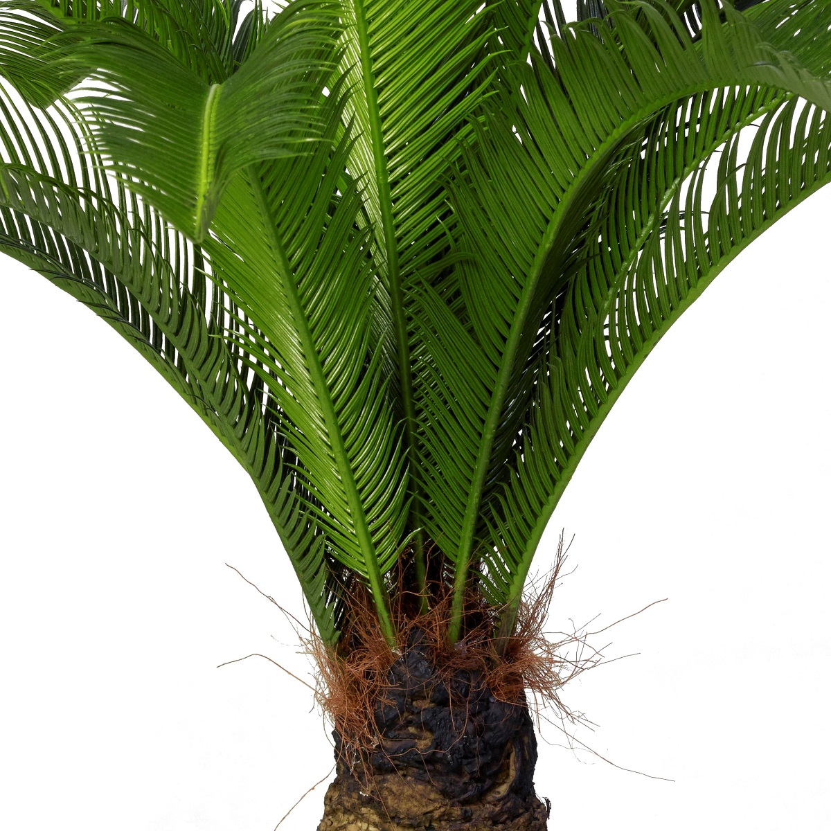 Palm Cycas