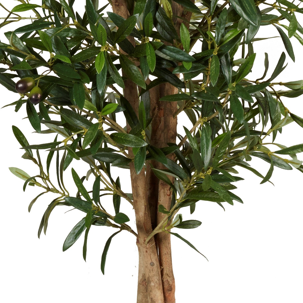 Olivträd Smalt