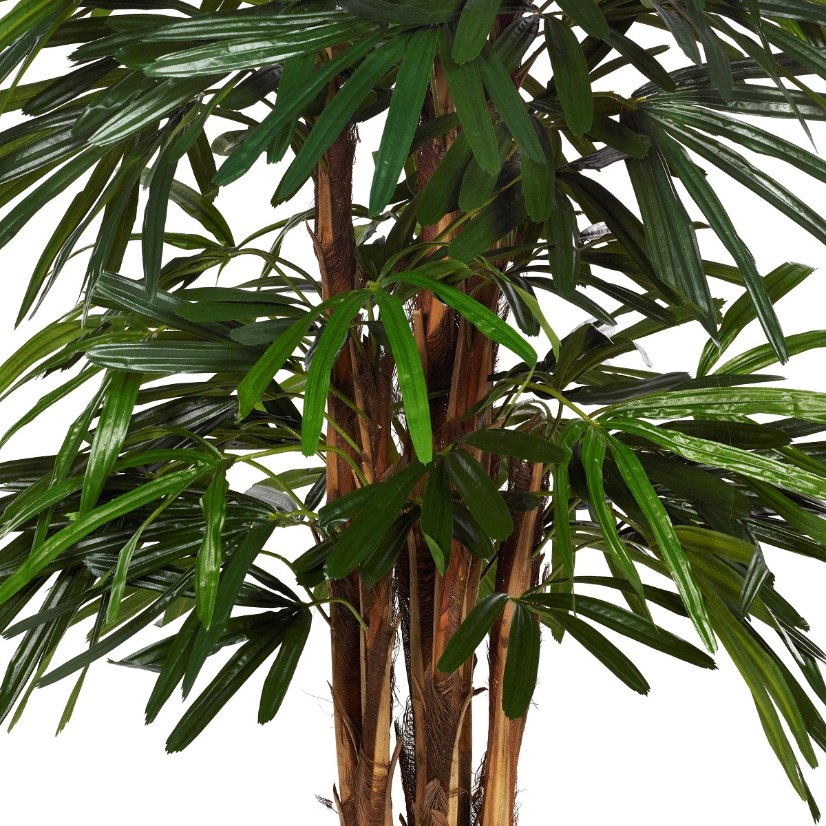 Palm Rhapis