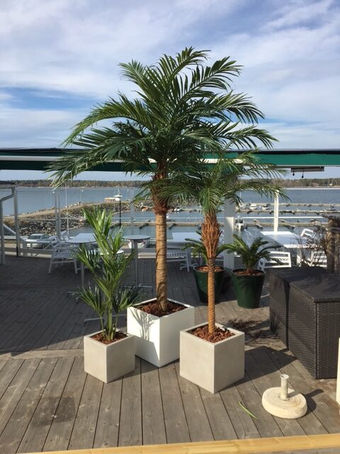 Stora Palmträd
