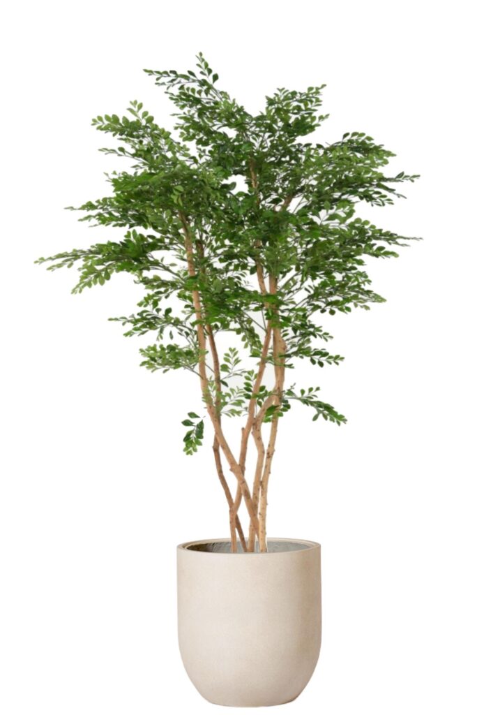 Acacia