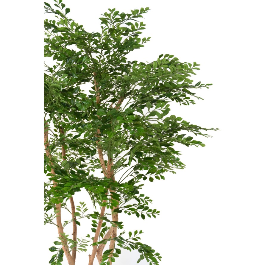 Acacia