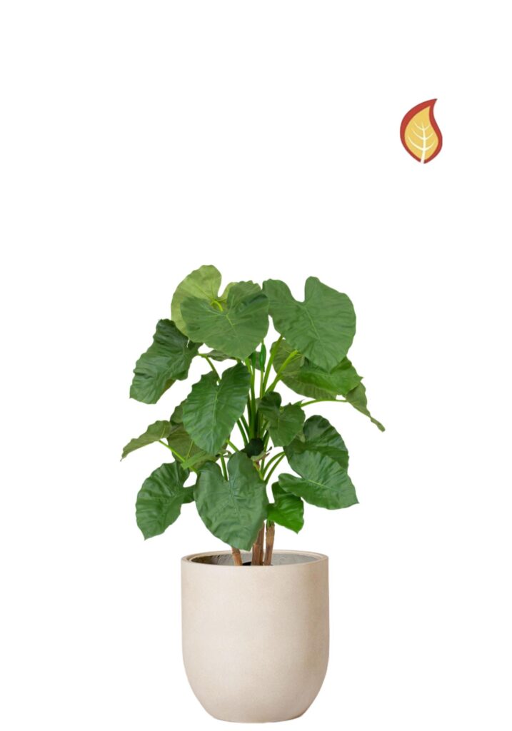 Alocasia (FR)