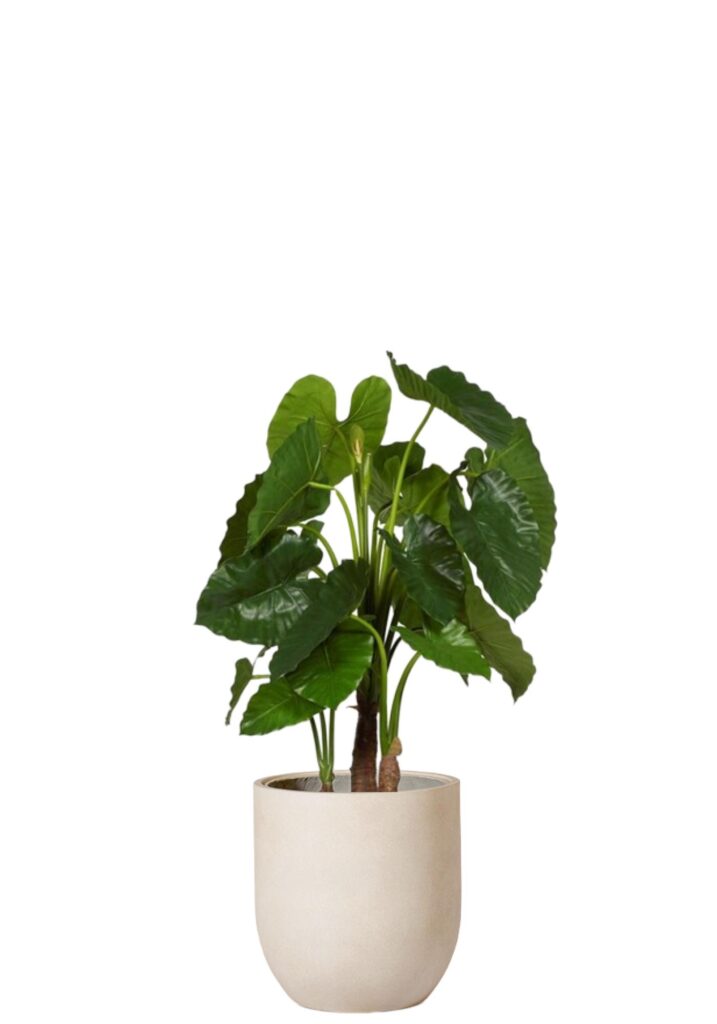 Alocasia Calidora