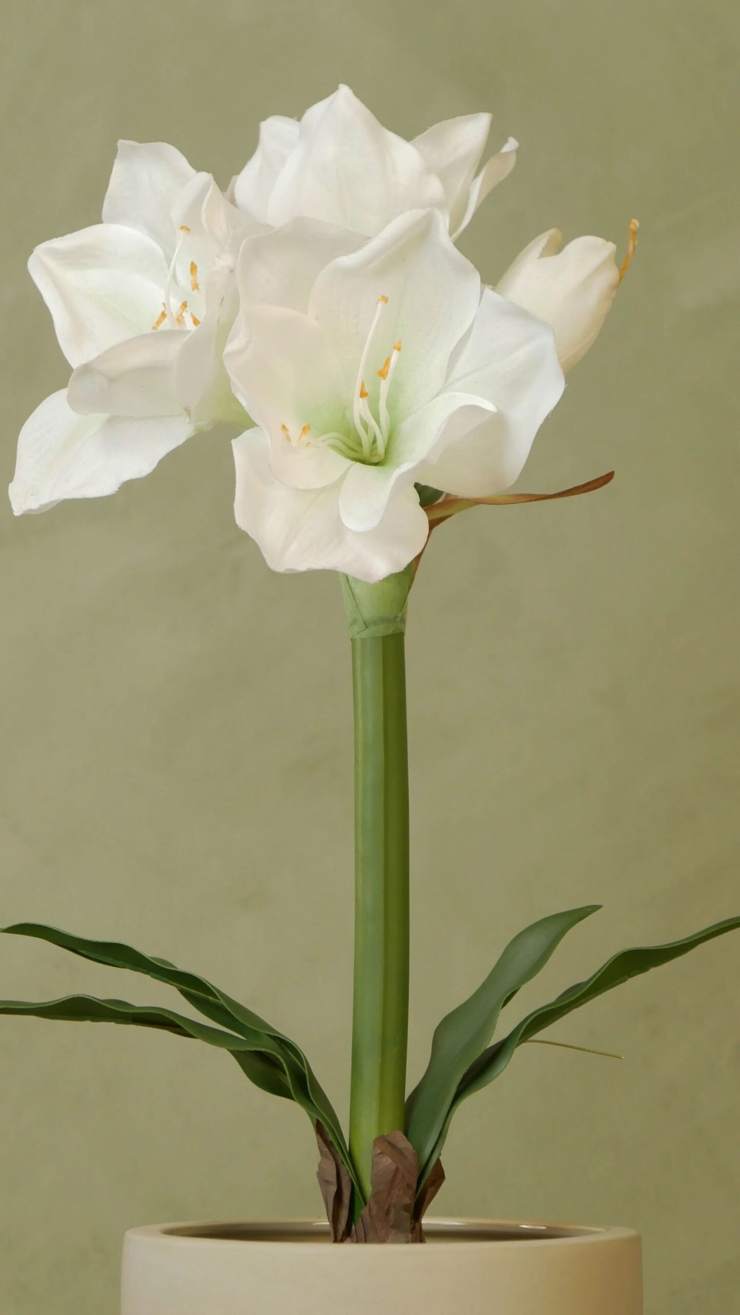 Amaryllis