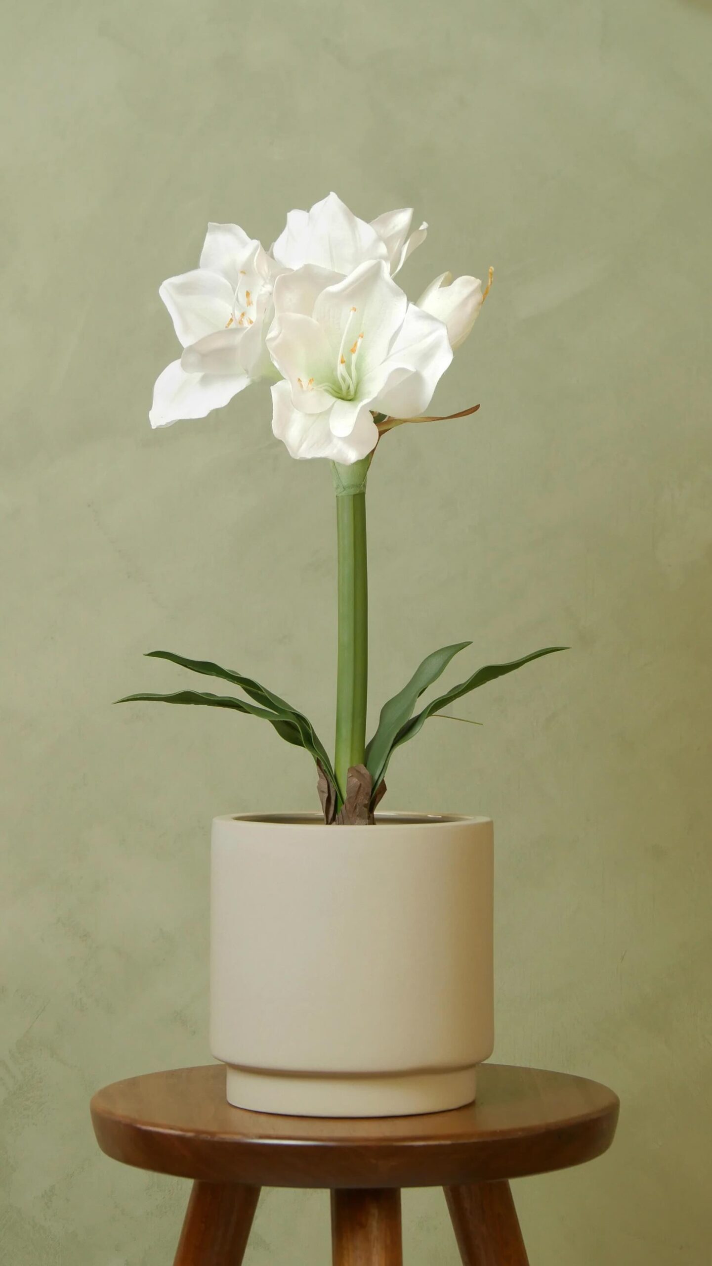 Amaryllis
