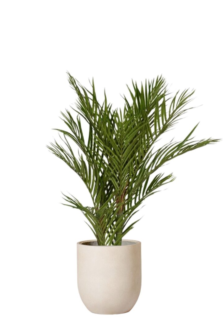 Palm Areca