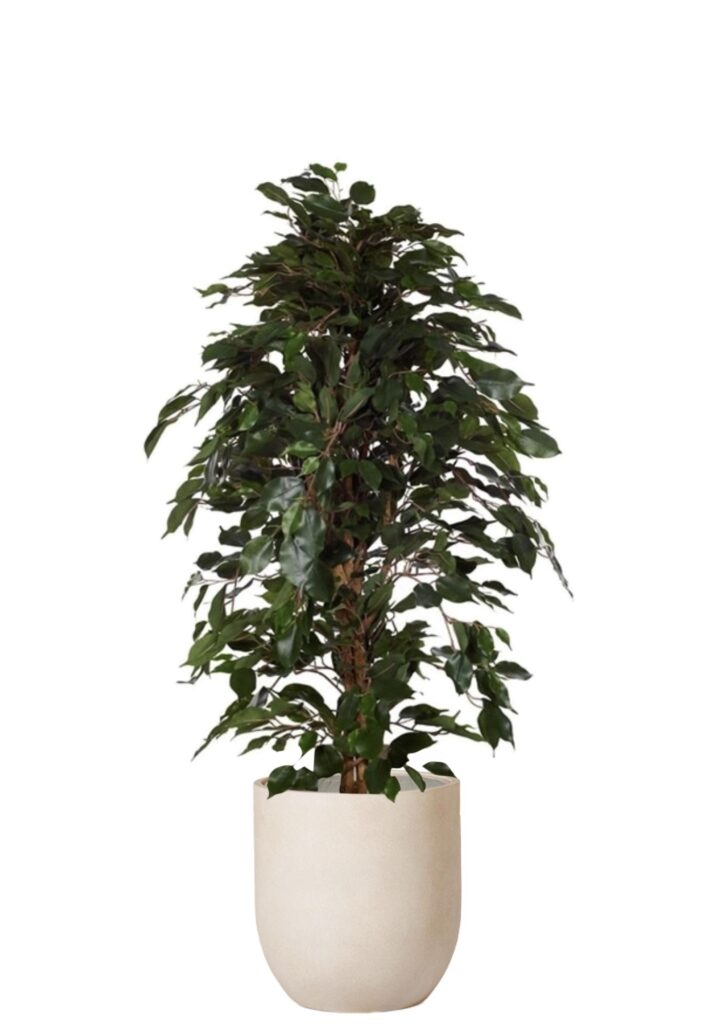 Fikus Benjamin Grön