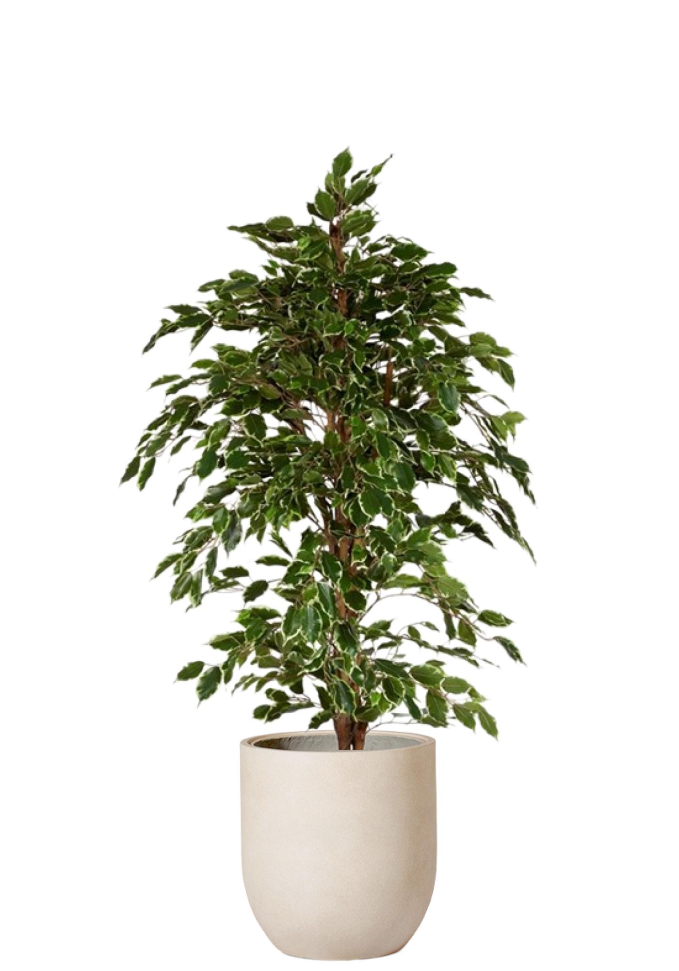 Fikus Benjamin Grön/Vit