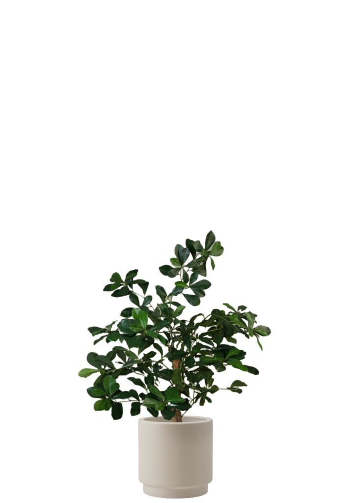 Buxifolia Elfie