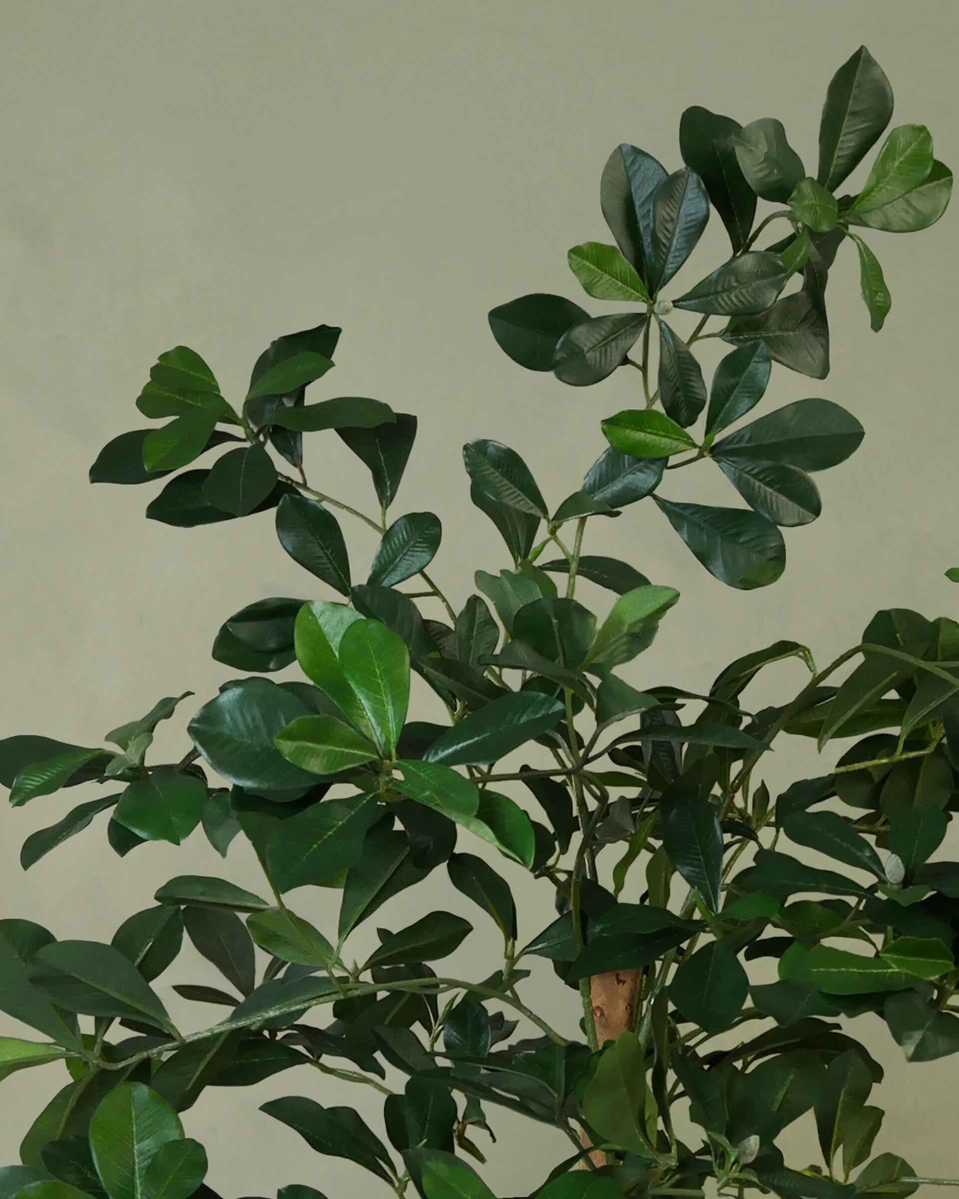 Buxifolia Elfie