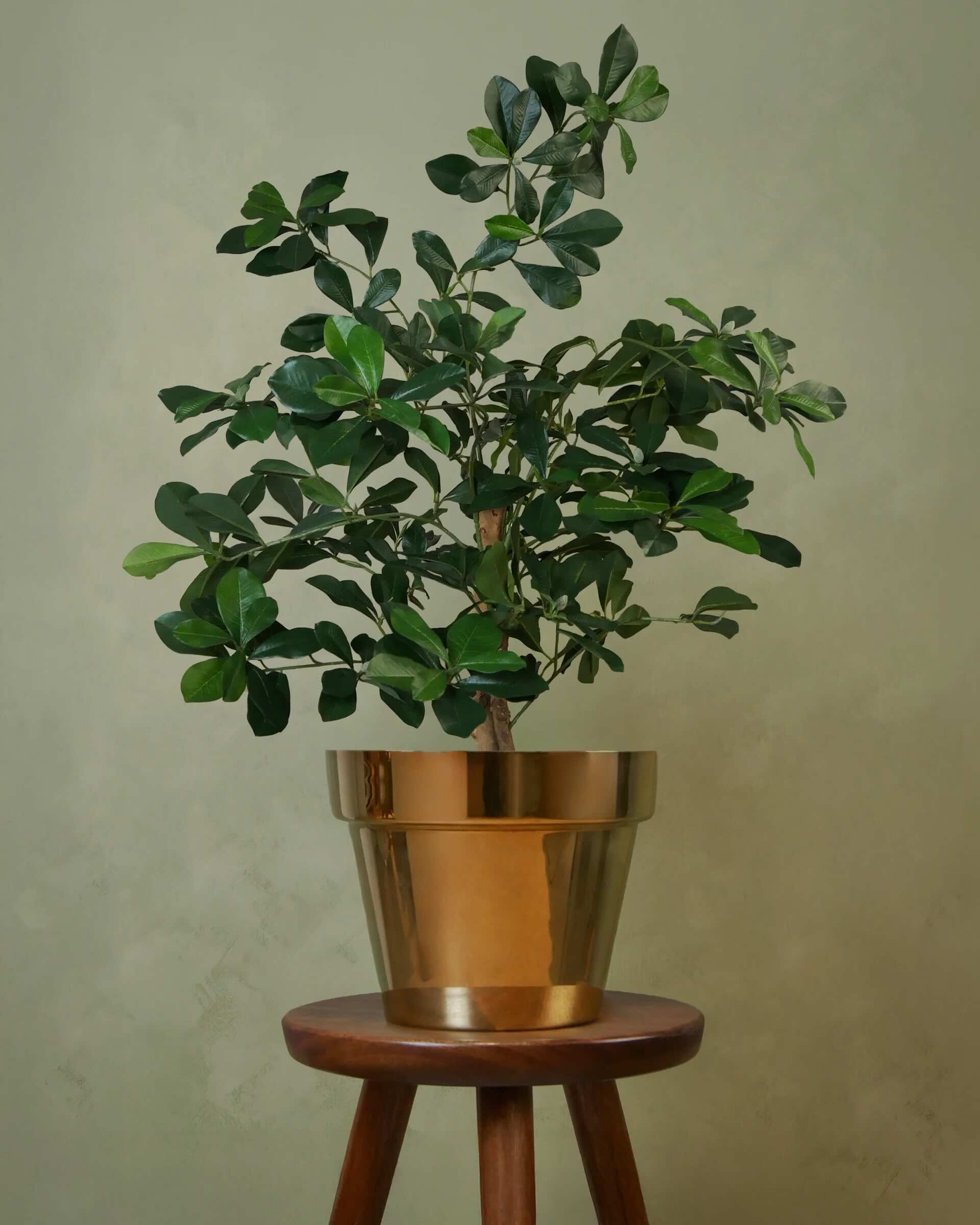 Buxifolia Elfie