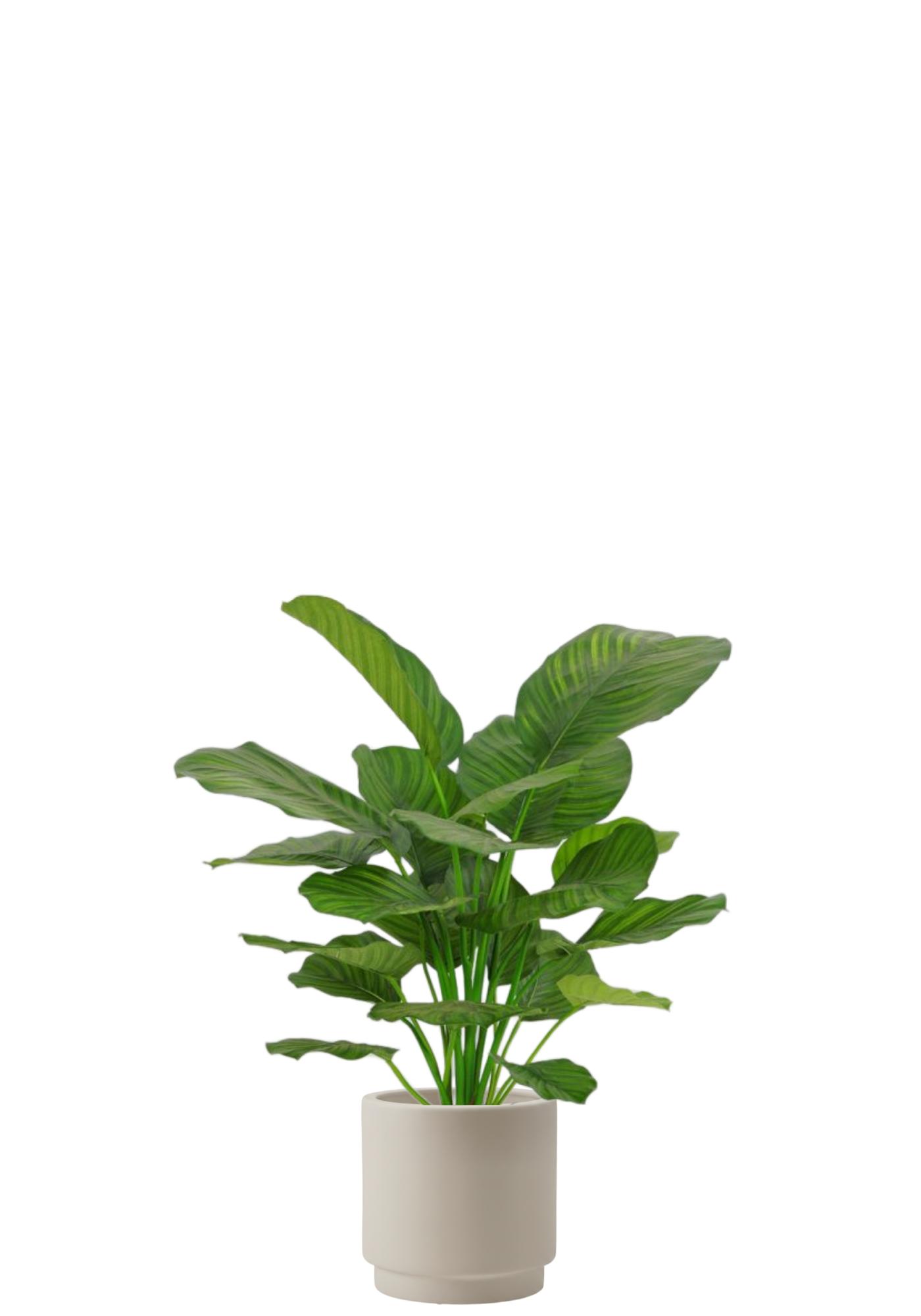 Calathea Fasciata
