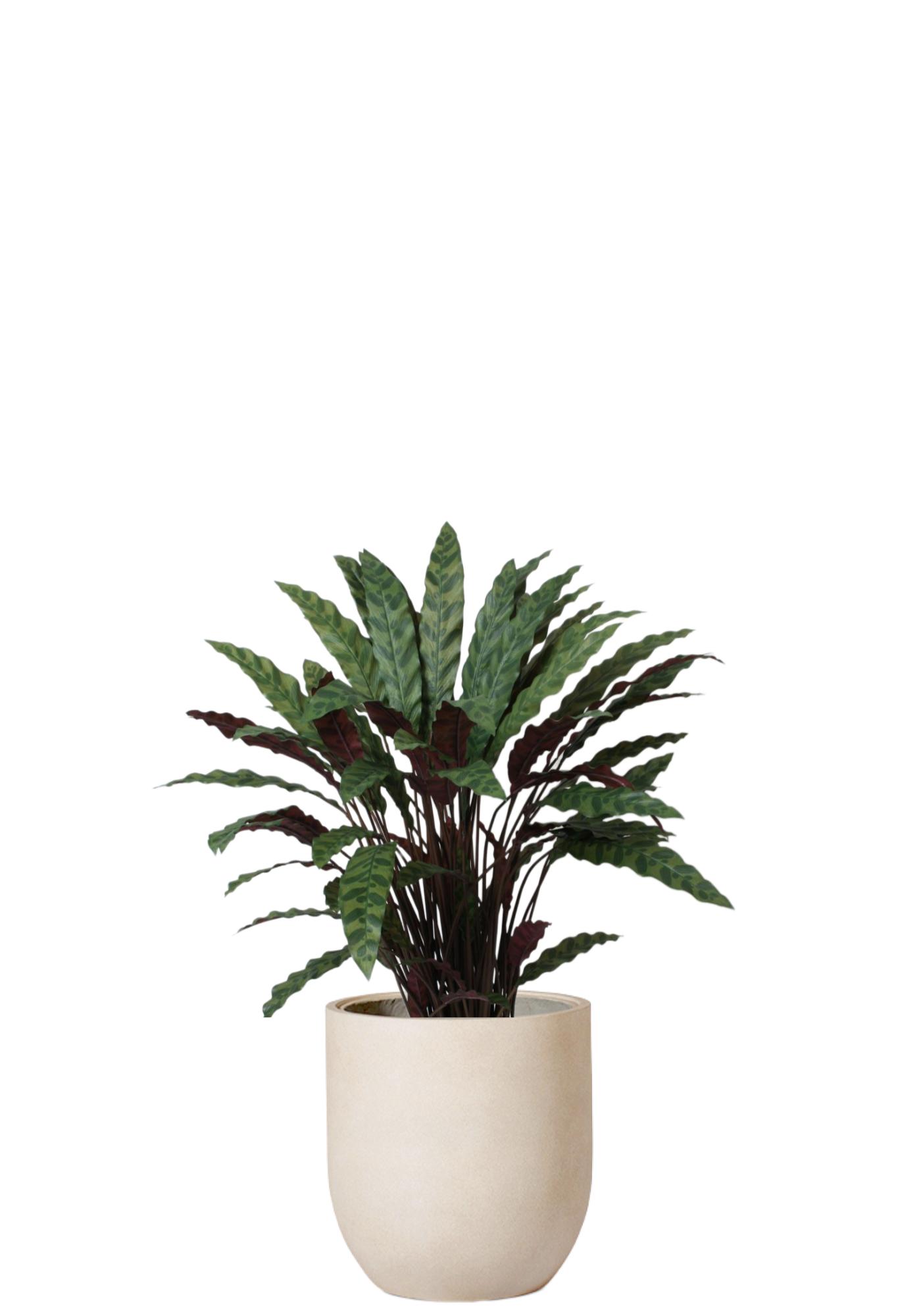 Calathea Lancifolia
