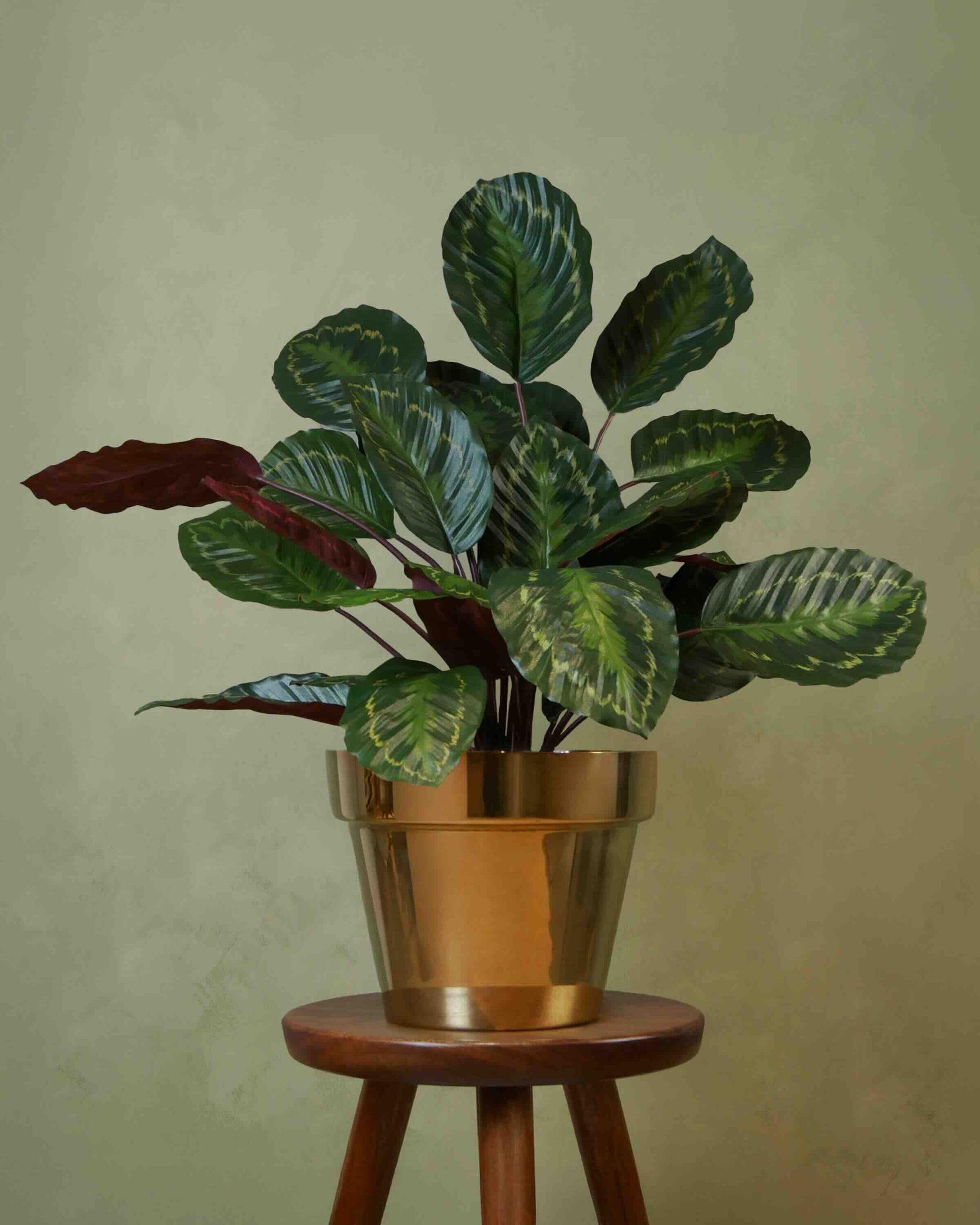 Calathea Roseopicta