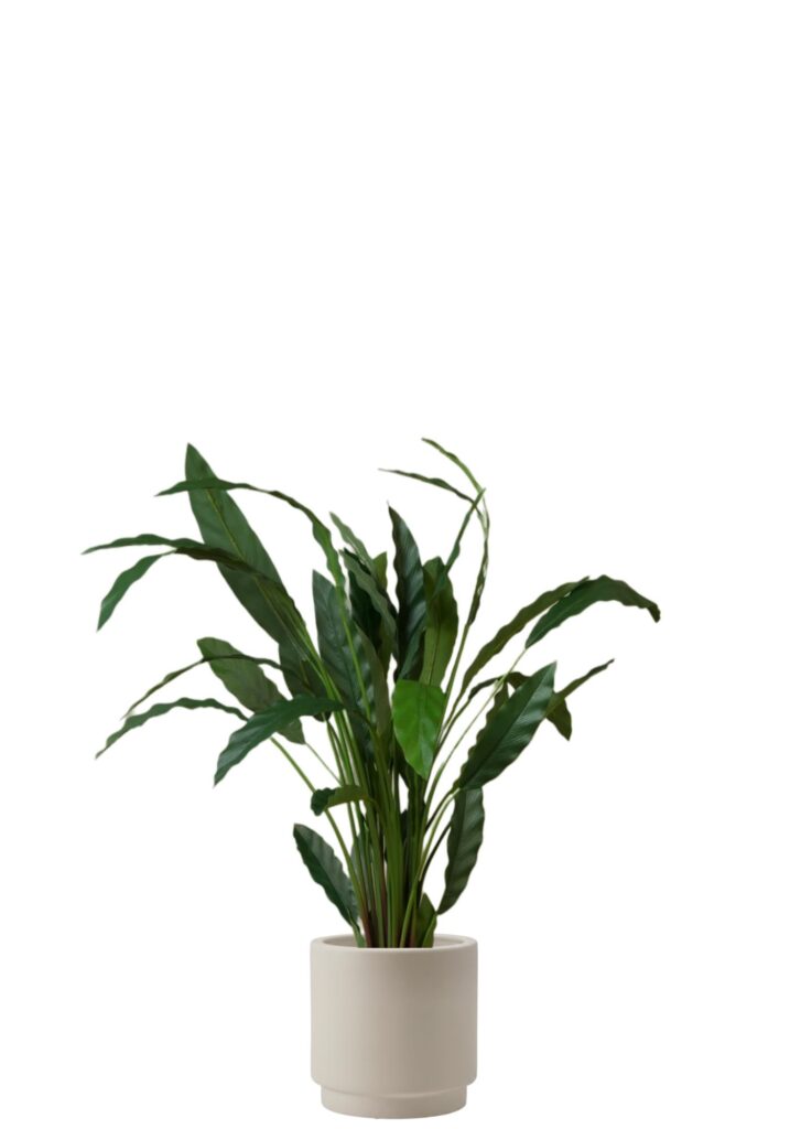Calathea Rufibarba
