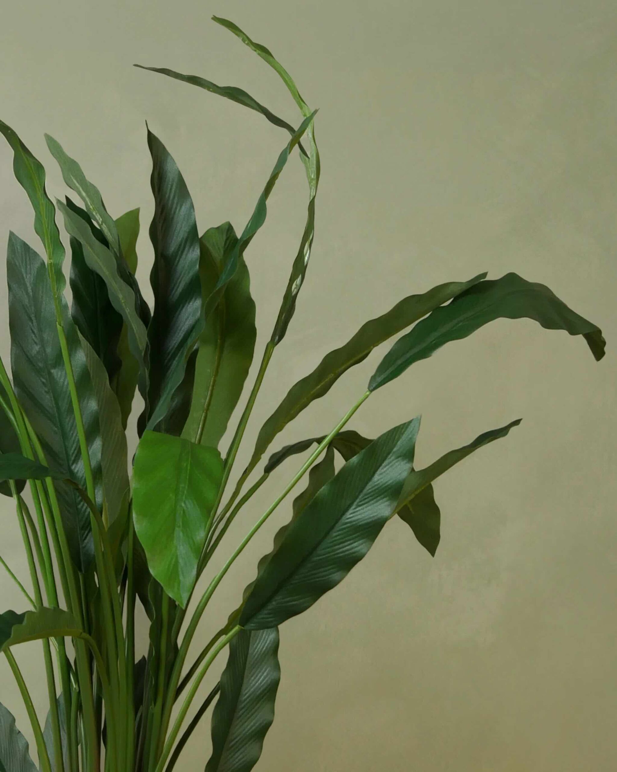 Calathea Rufibarba