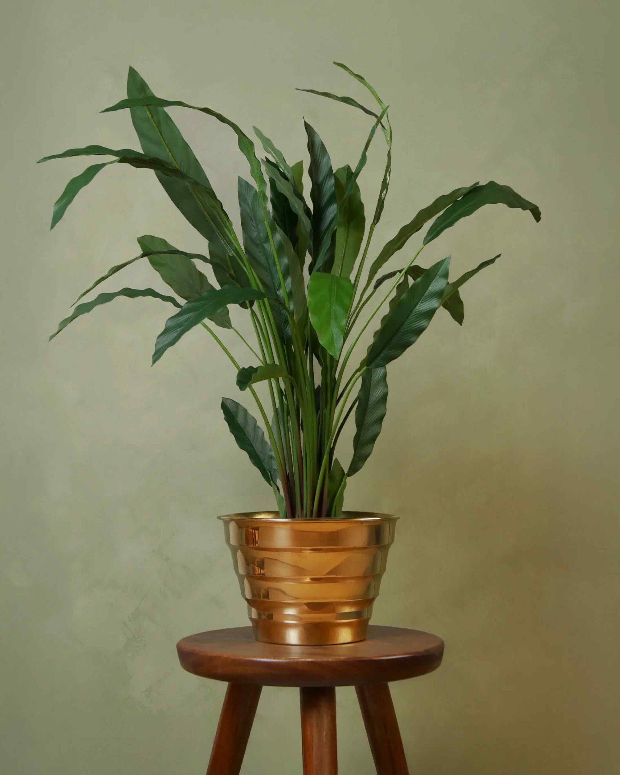 Calathea Rufibarba