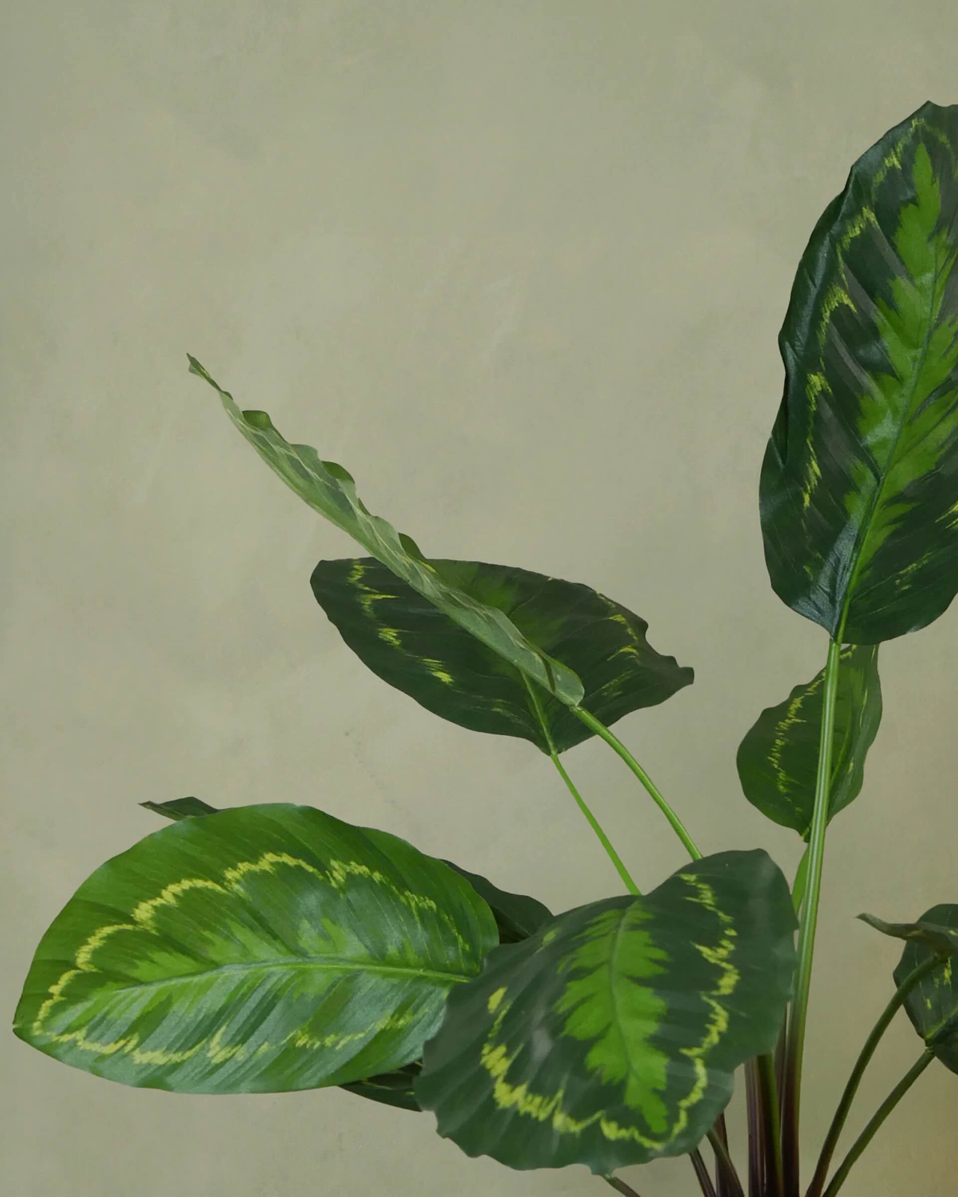 Calathea Grön/Gul