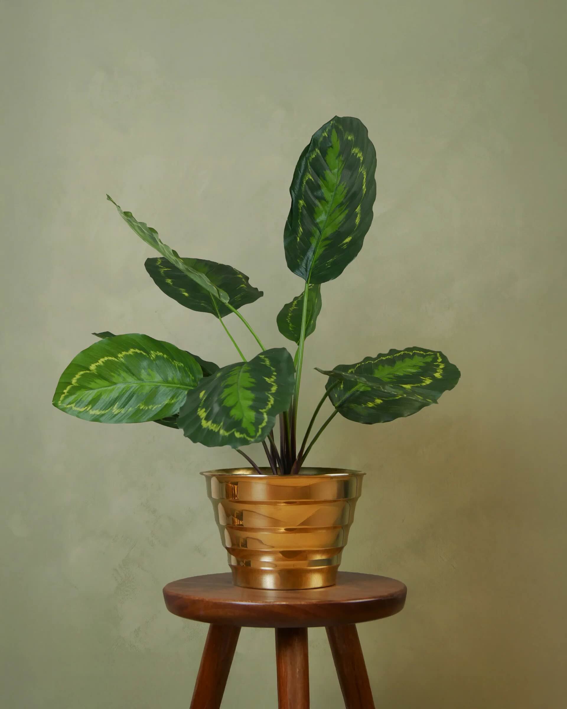 Calathea Grön/Gul