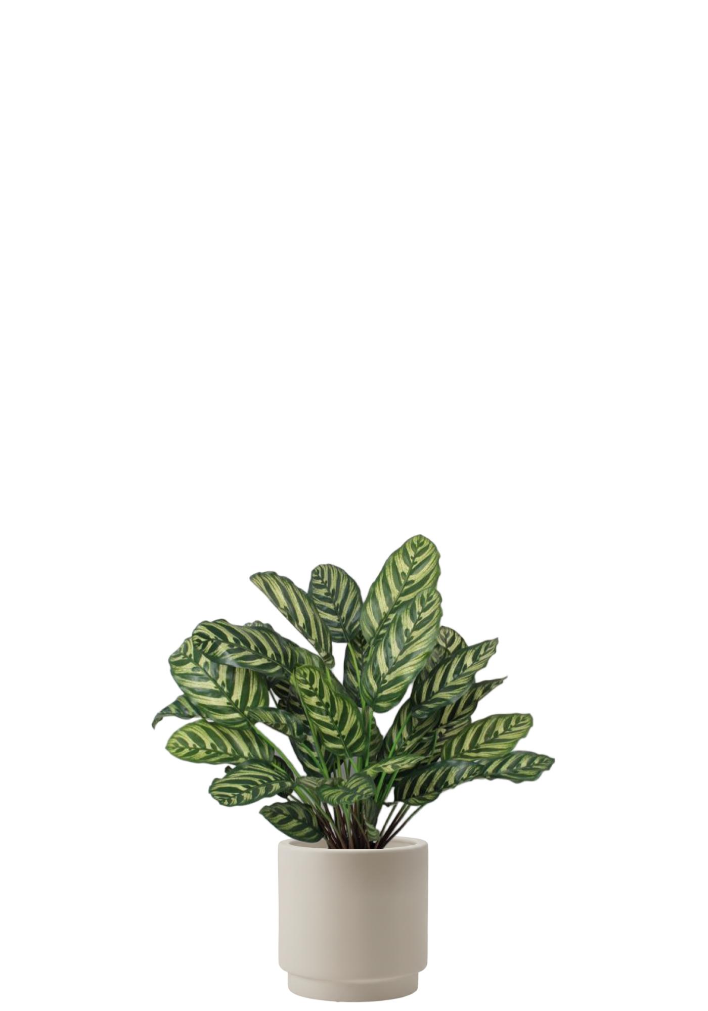 Calathea