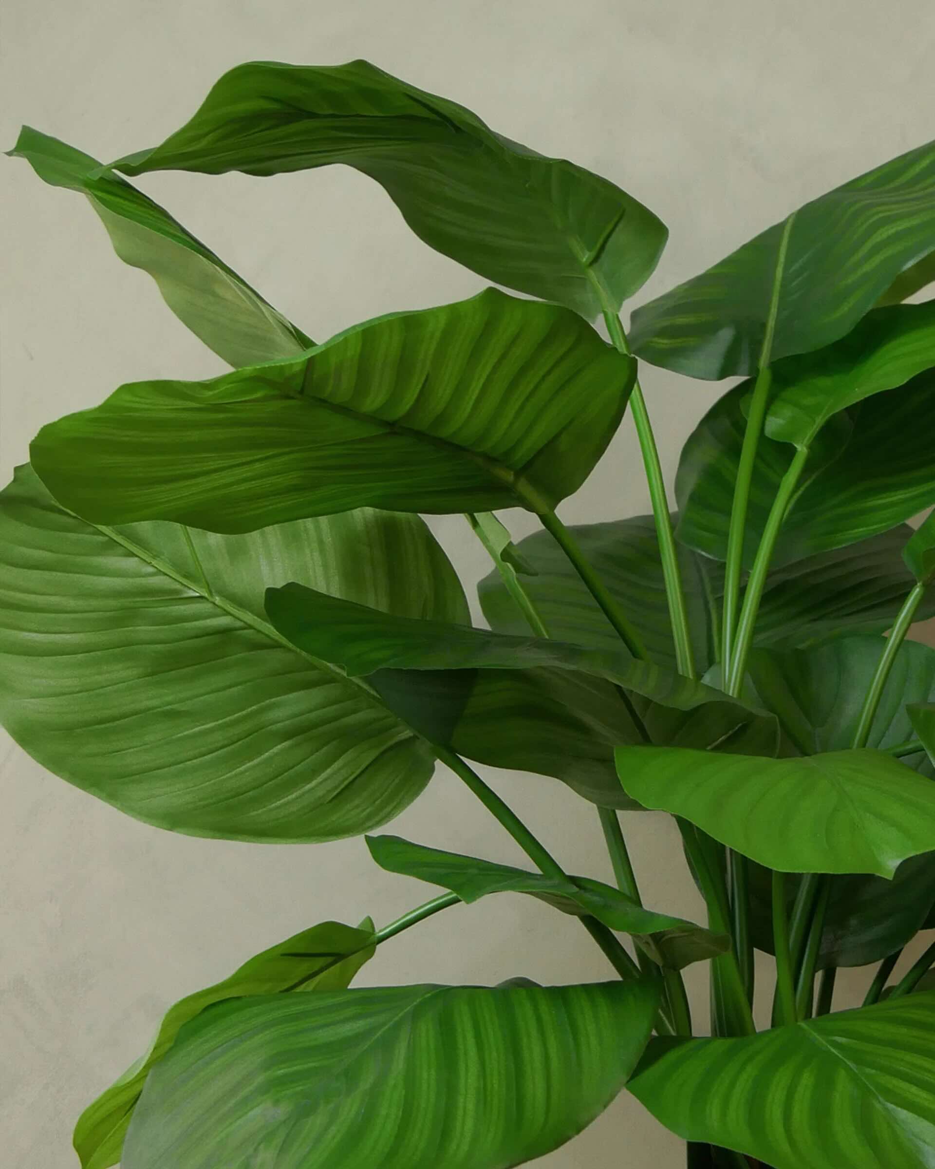 Calathea Fasciata