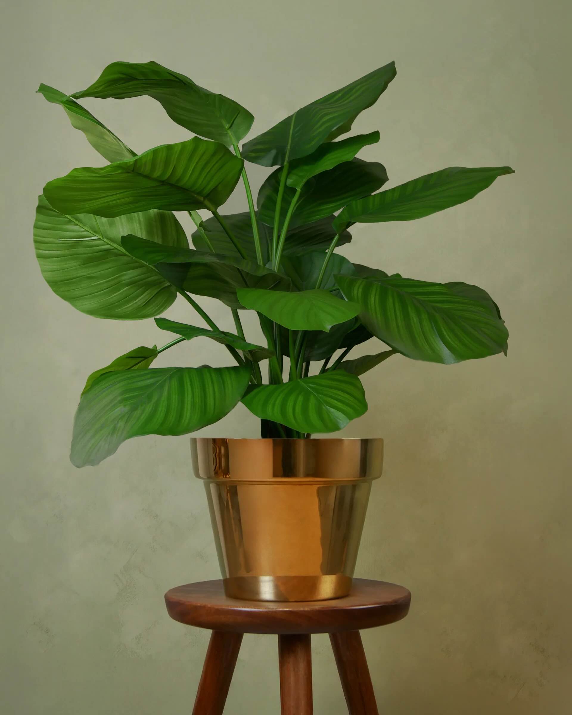 Calathea Fasciata